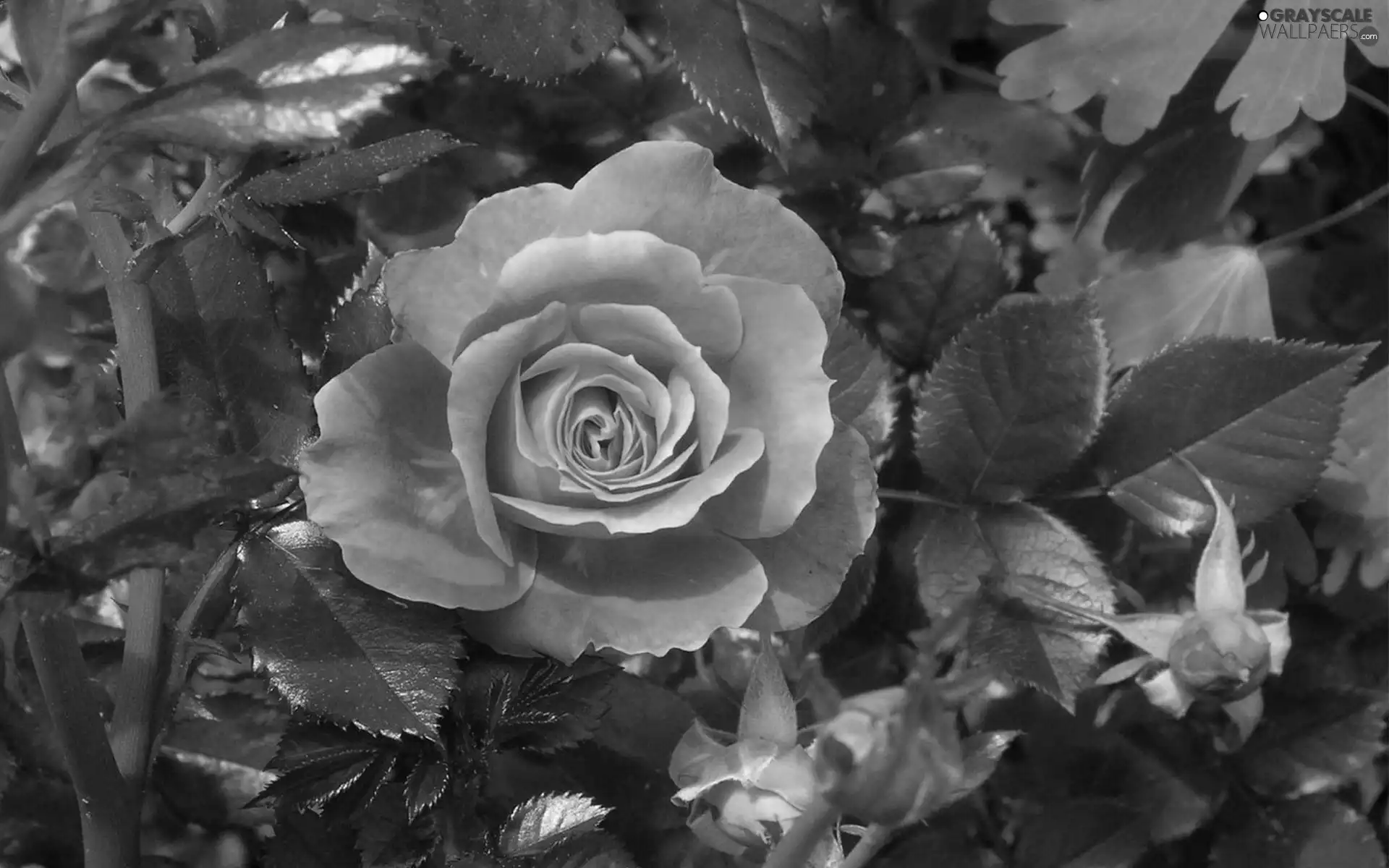 Pink, donuts, Garden, rose