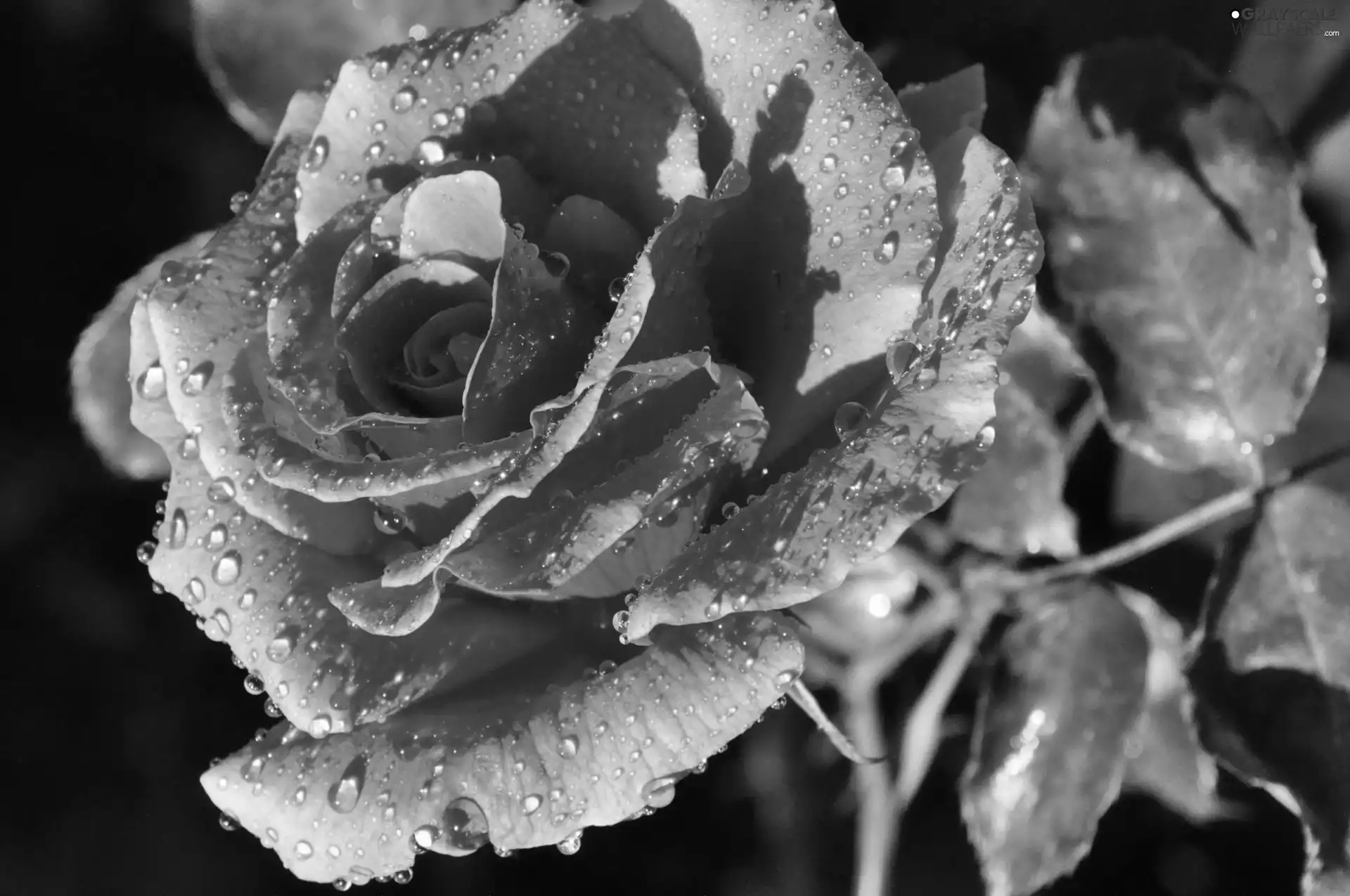 Pink, drops, Garden, rose