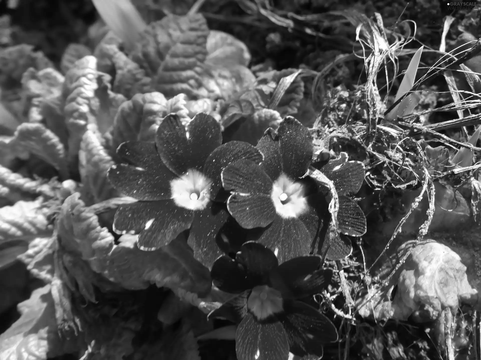 Garden, purple, Primrose