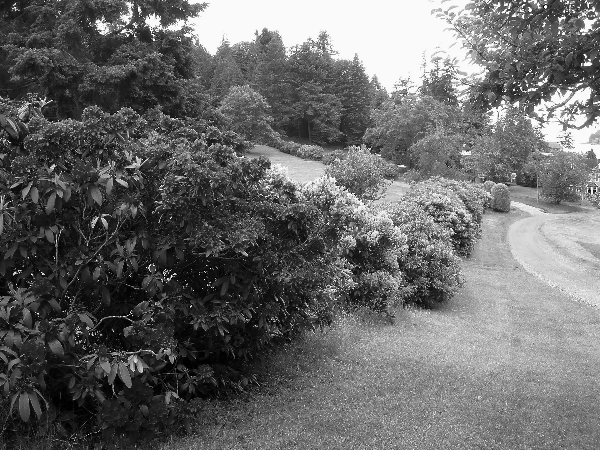 rhododendron, Garden