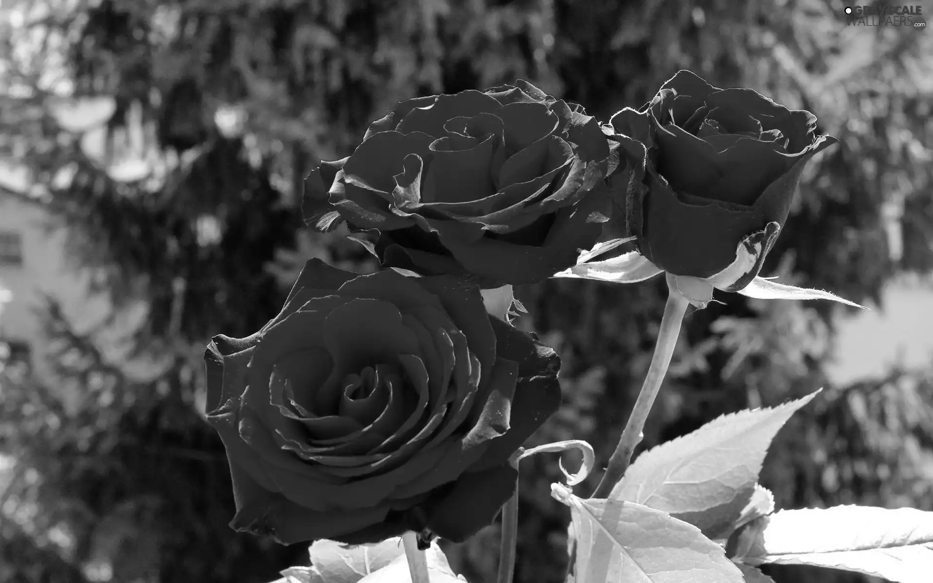 Garden, Red, roses