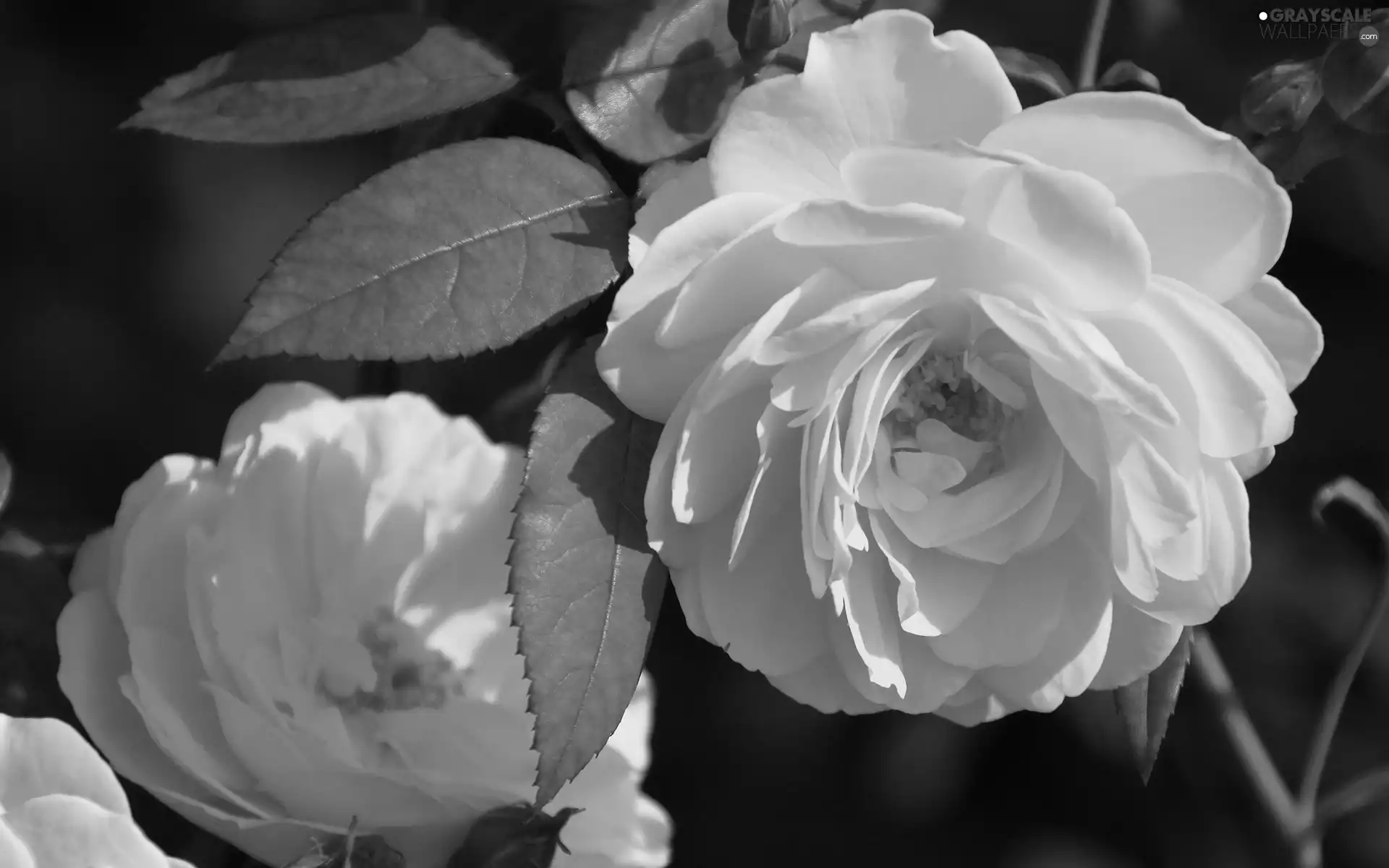 Garden, Yellow, roses