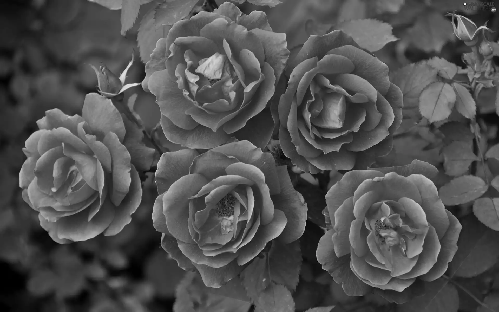 Garden, Bush, rosy