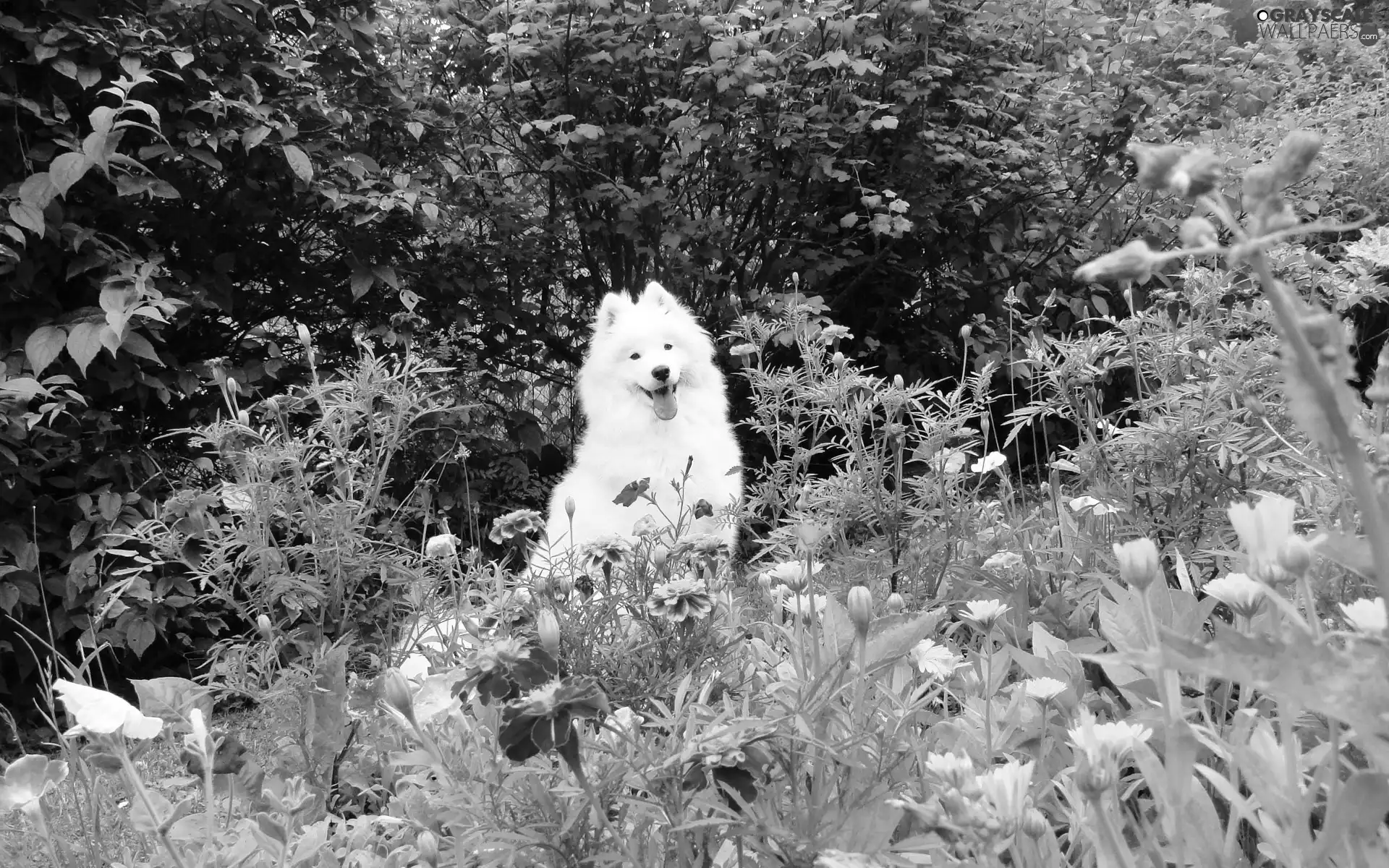 Samojed, Garden