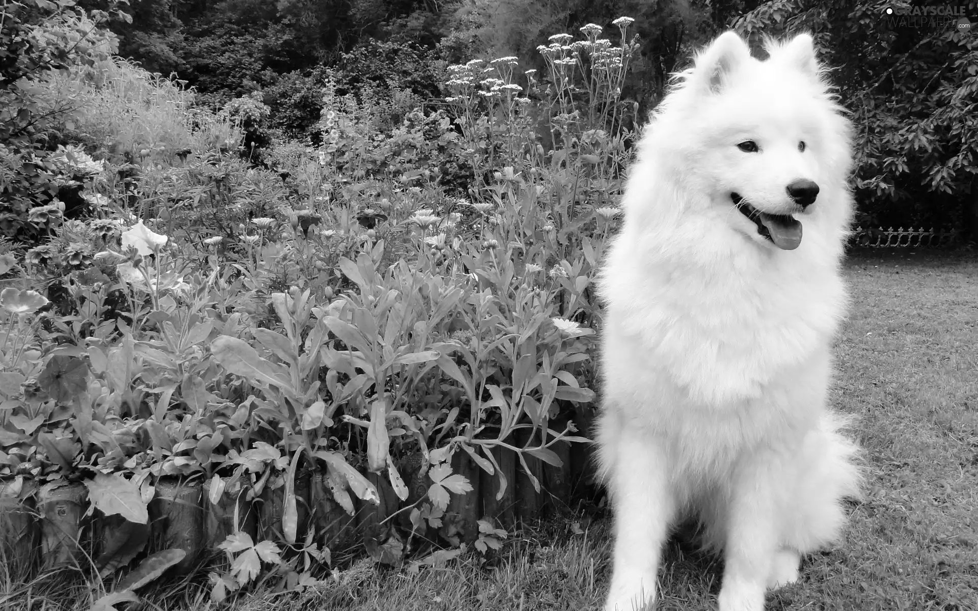 Samojed, Garden