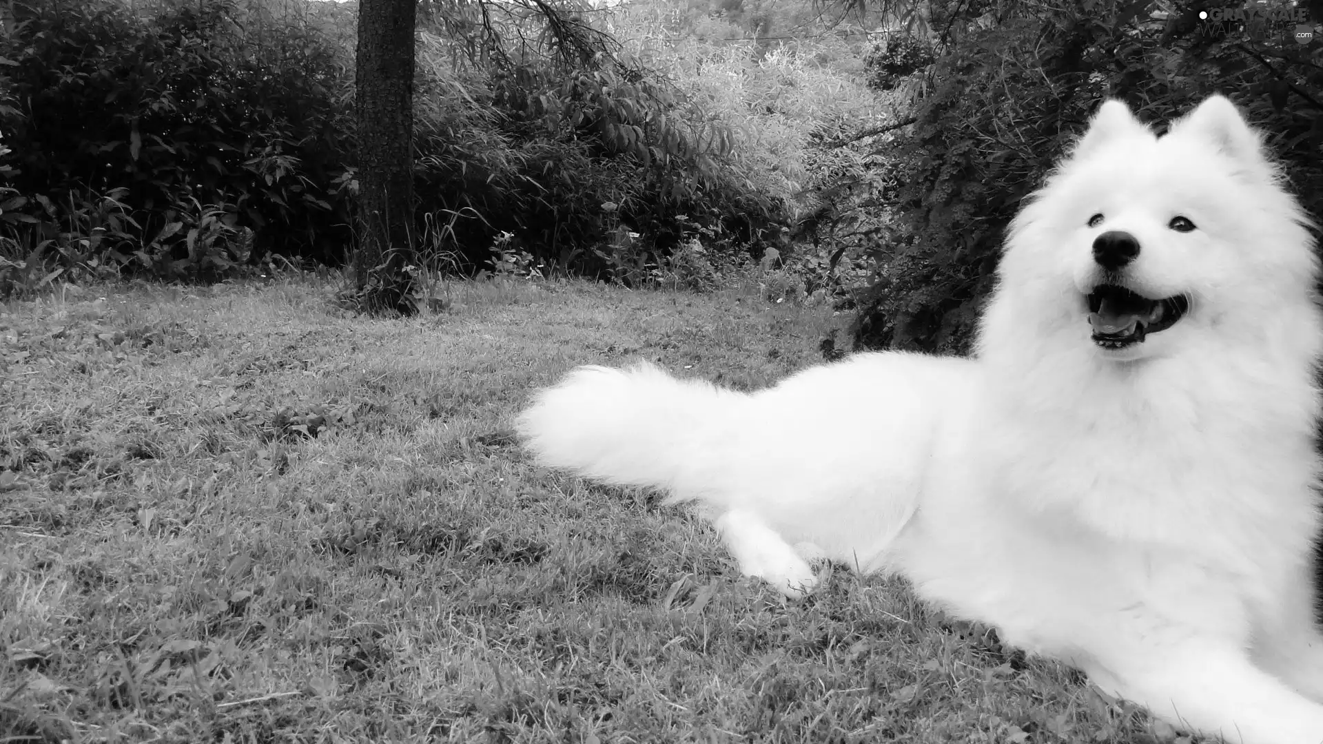 Samojed, Garden