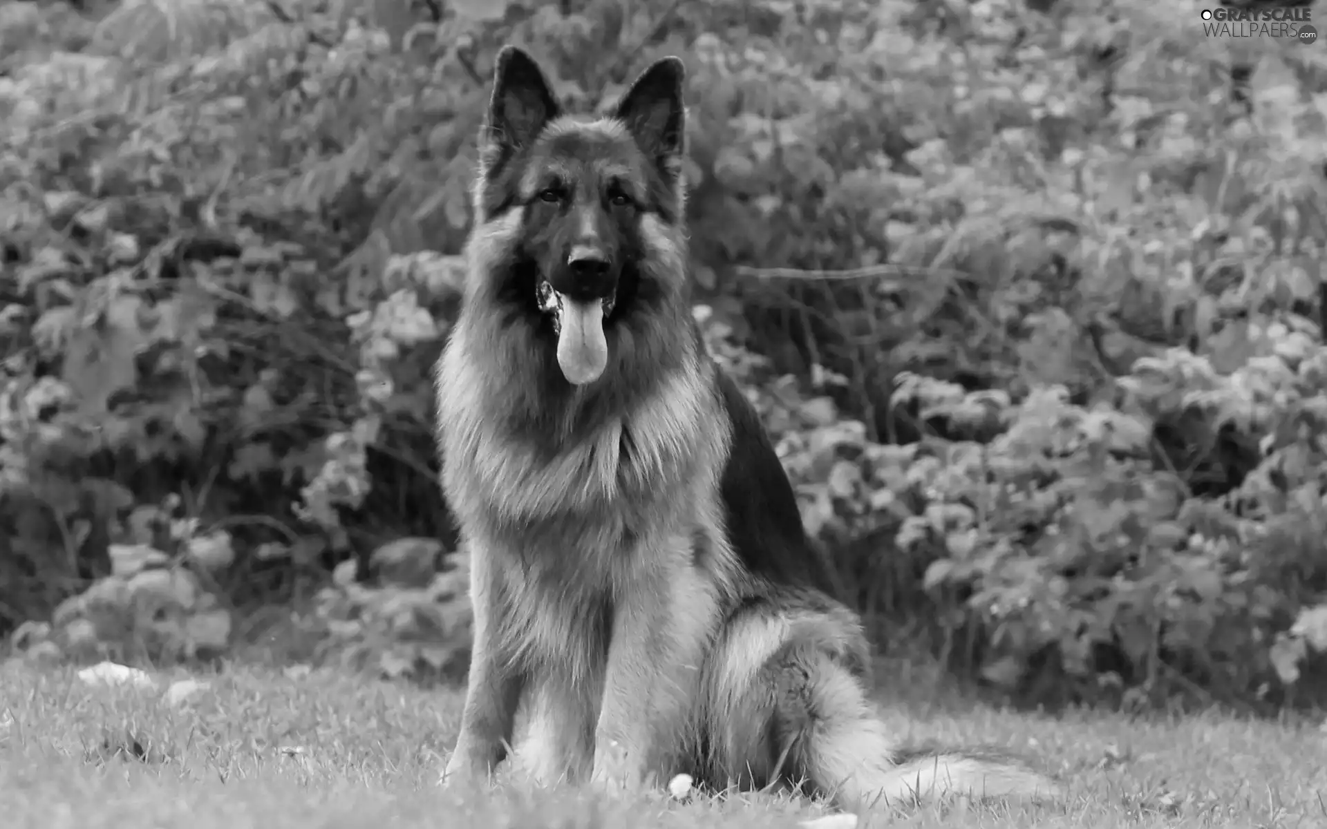 Bush, sheep-dog, Garden
