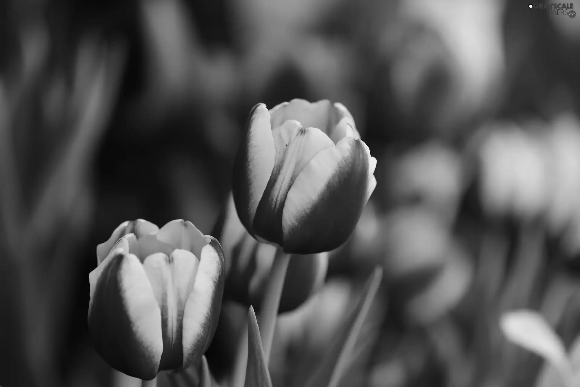 Garden, Spring, White, Tulips, red