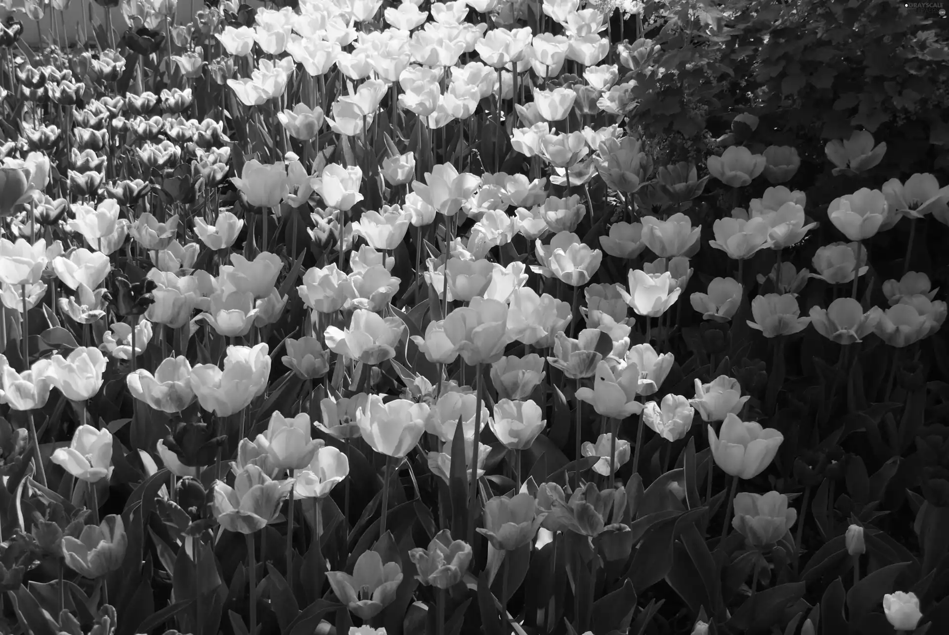 Spring, Tulips, Garden, Flowers