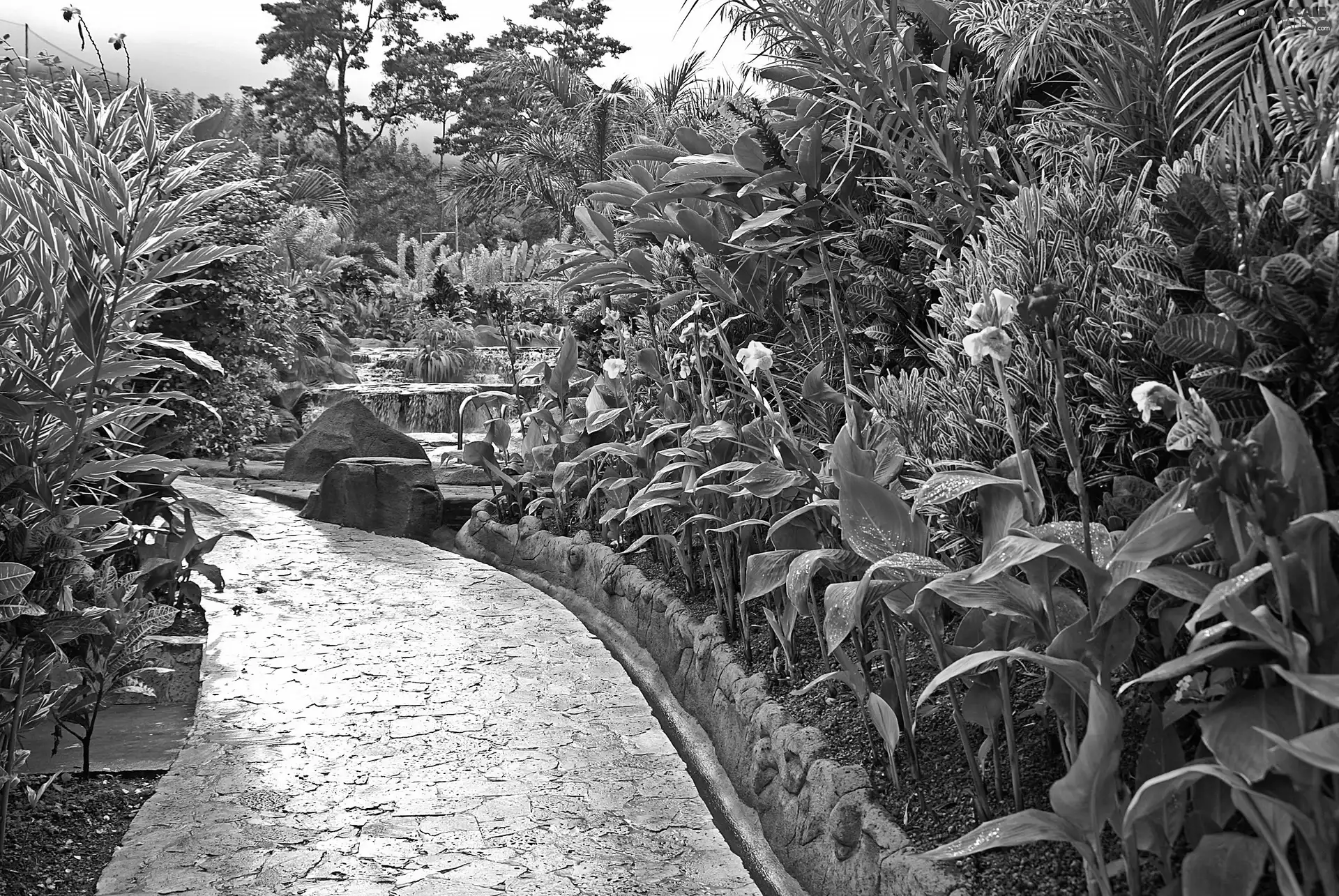 tropical, Garden