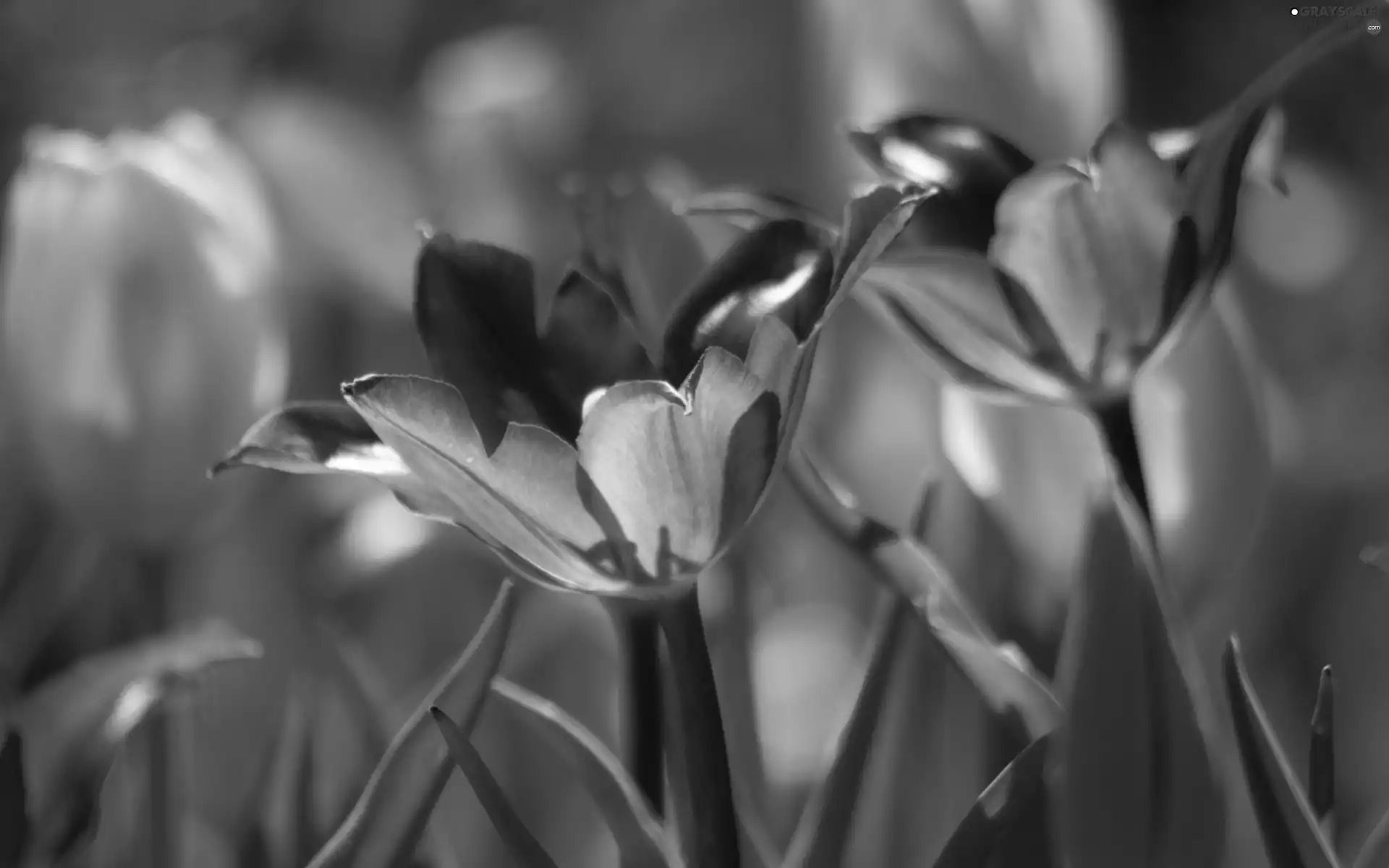 Tulips, Garden