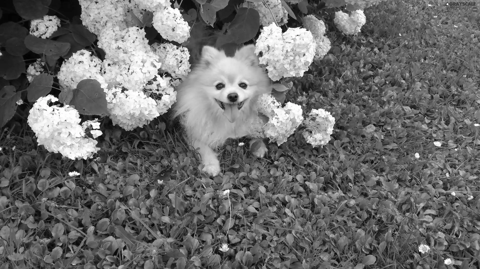 White, Flowers, Garden, doggy