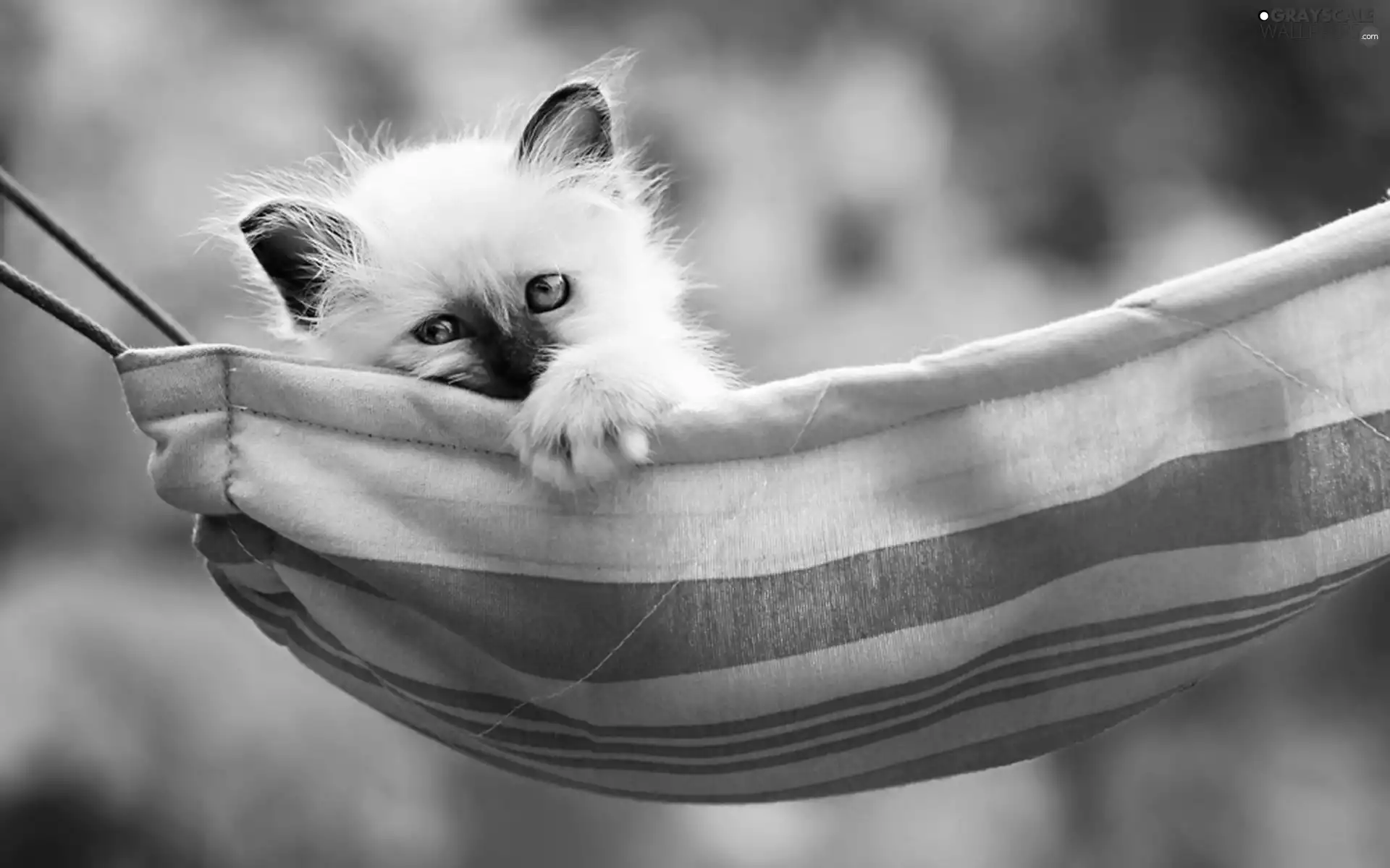 White, Hammock, Siamese Cat, kitten