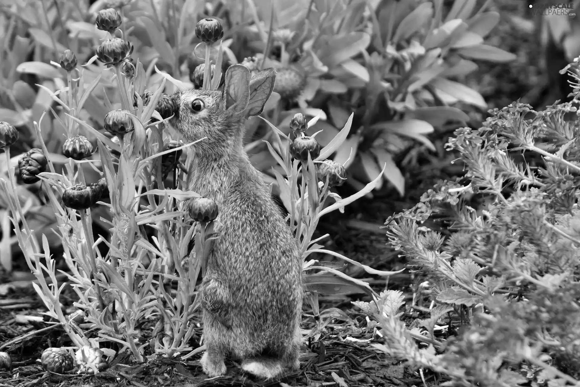 Flowers, Wild Rabbit, garden