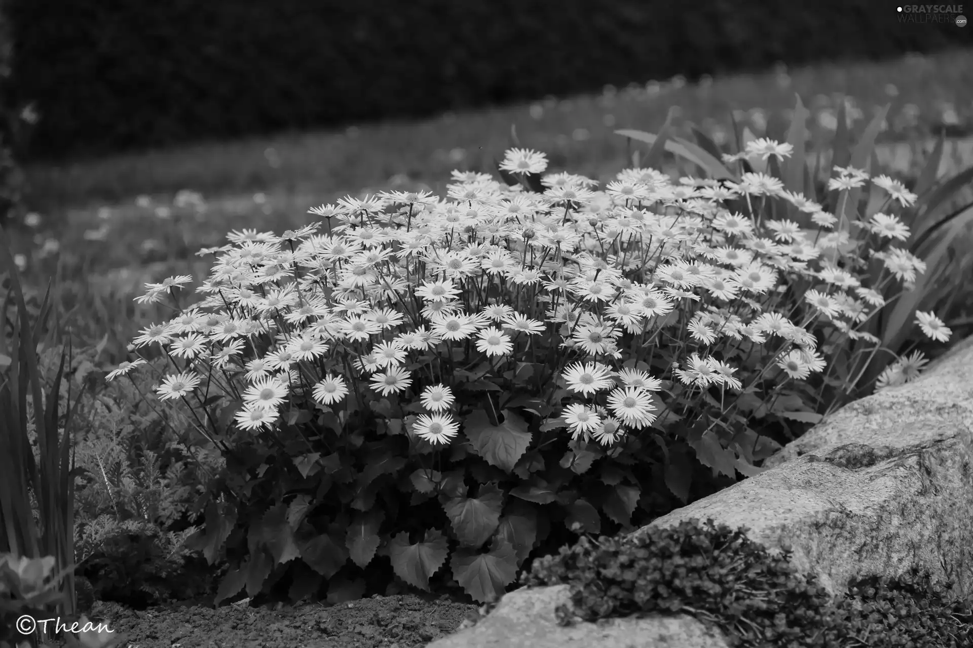 Yellow, ##, garden, Flowers