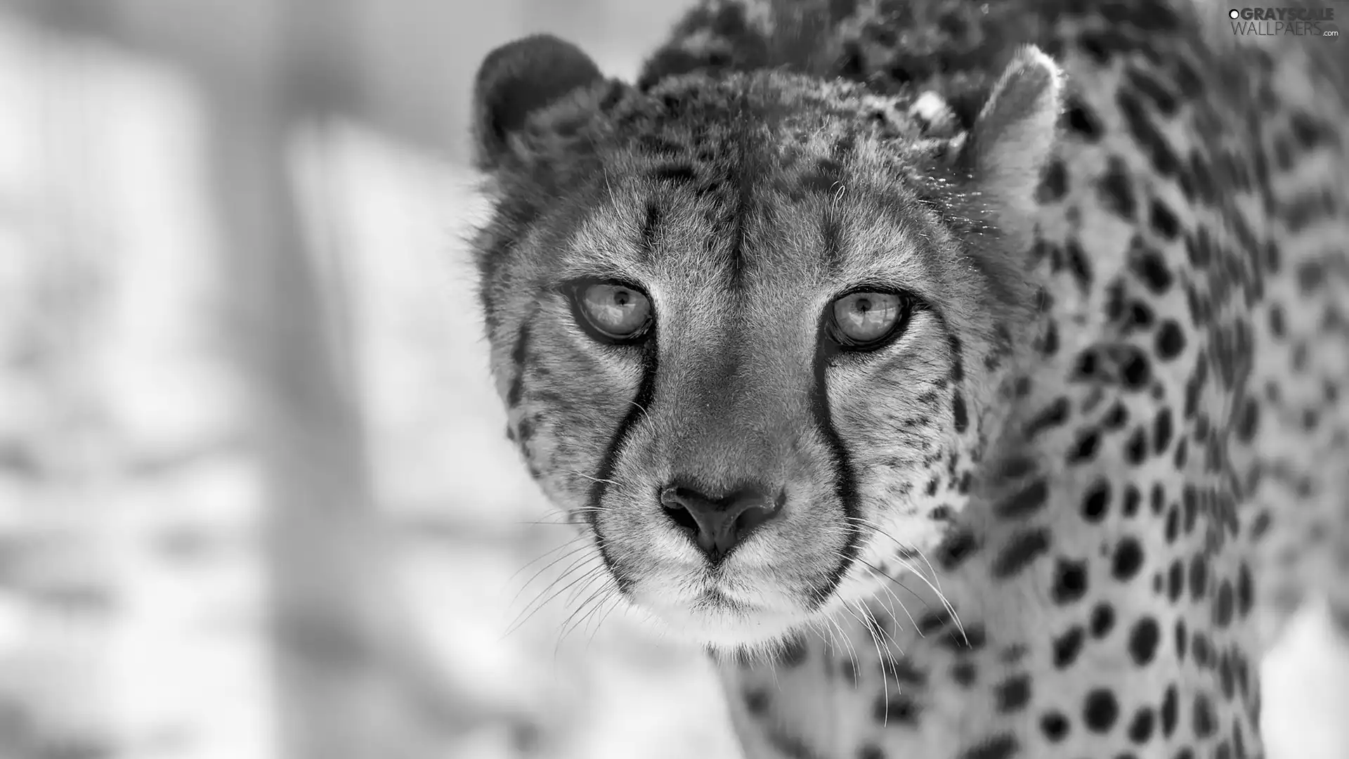 gazing, Cheetah