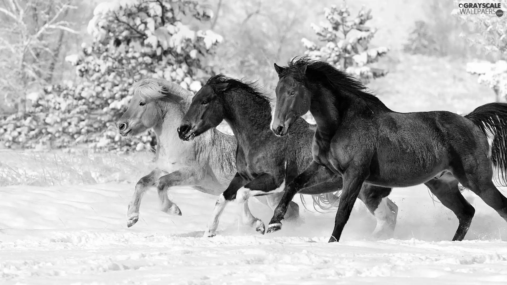 gear, winter, bloodstock