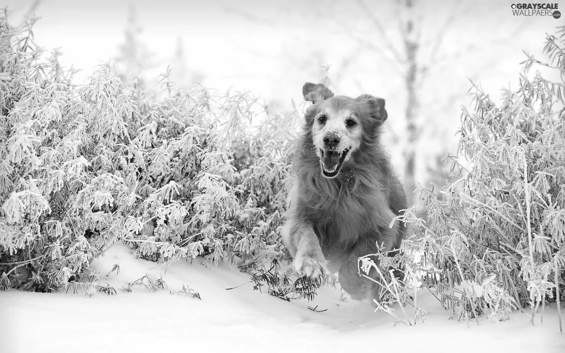 snow, Golden Retriever, gear