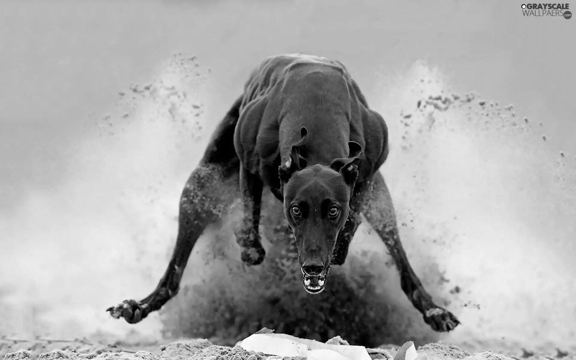 gear, dog, Greyhound