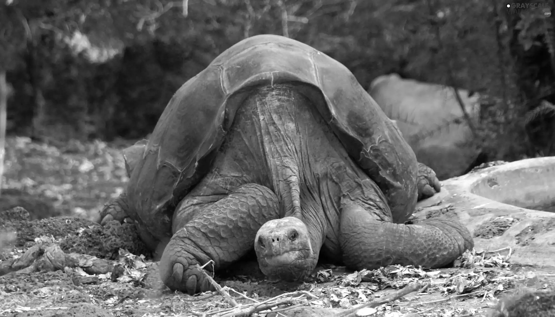 George, large, turtle