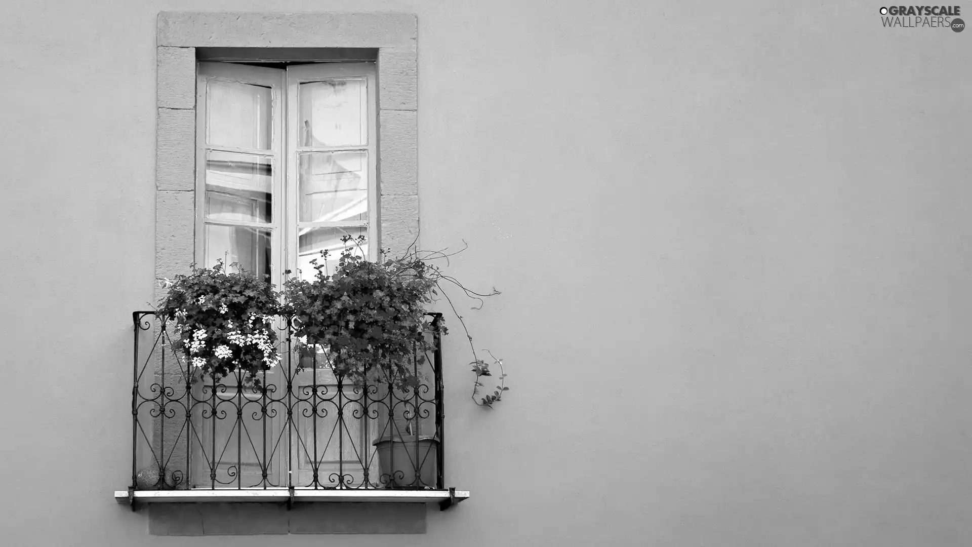 geranium, Balcony, Flowers