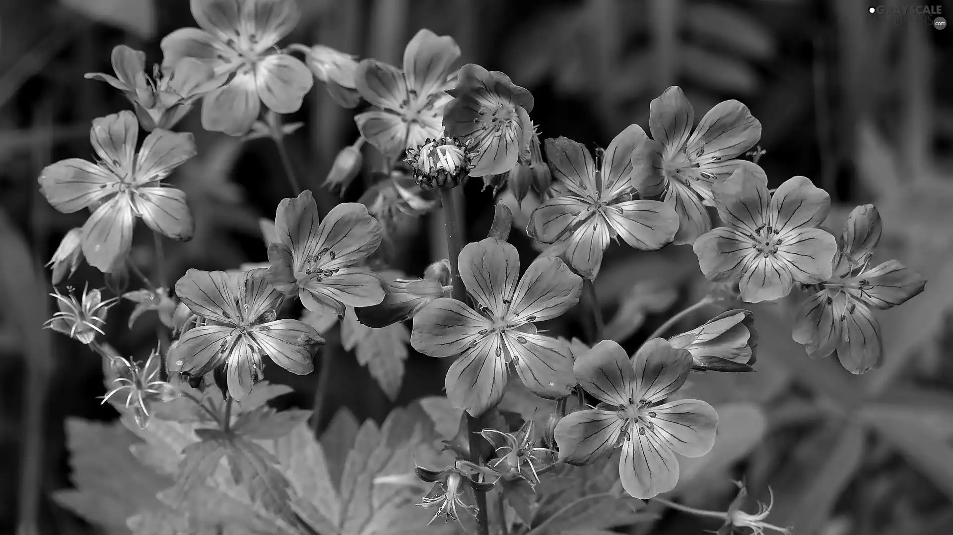 geranium, purple, Flowers