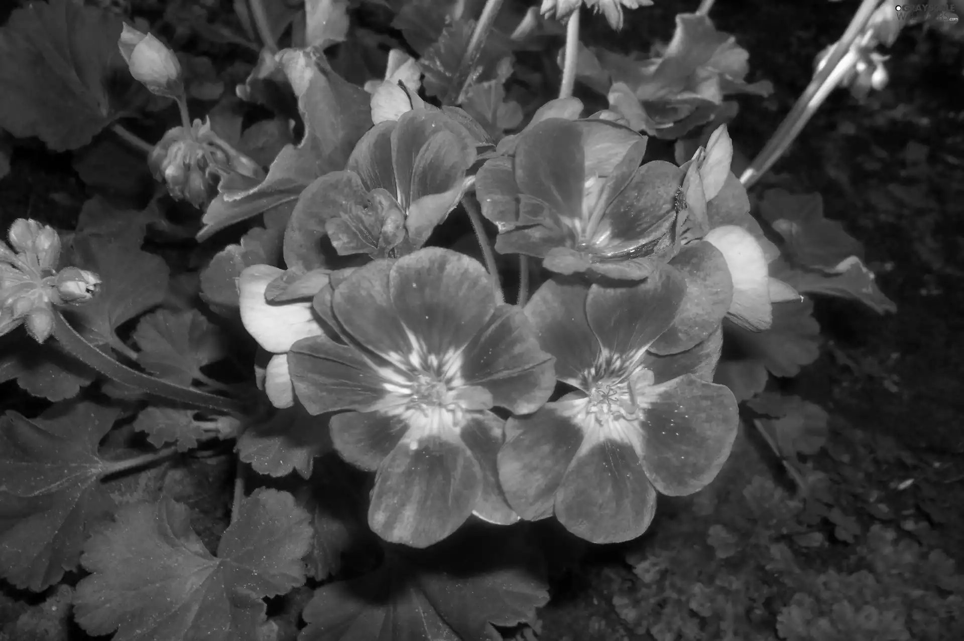 Pink, geranium