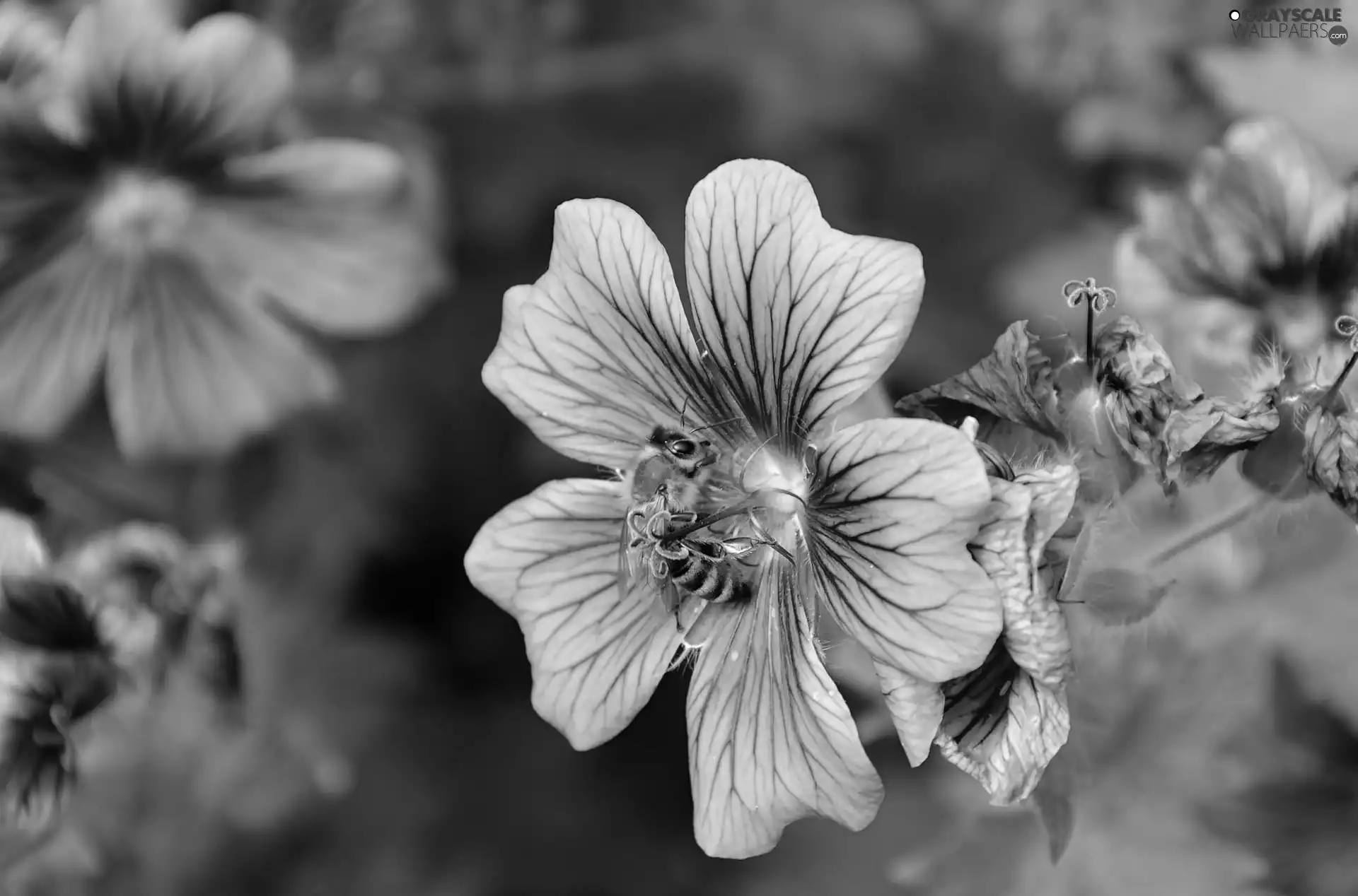 purple, bee, geranium, Flowers