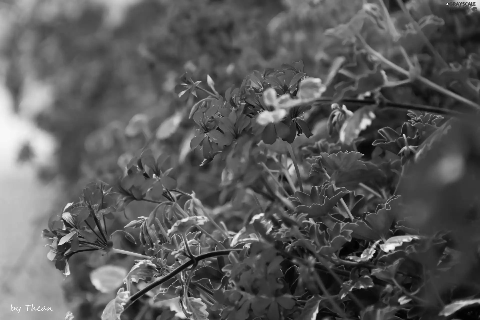 Red, geraniums