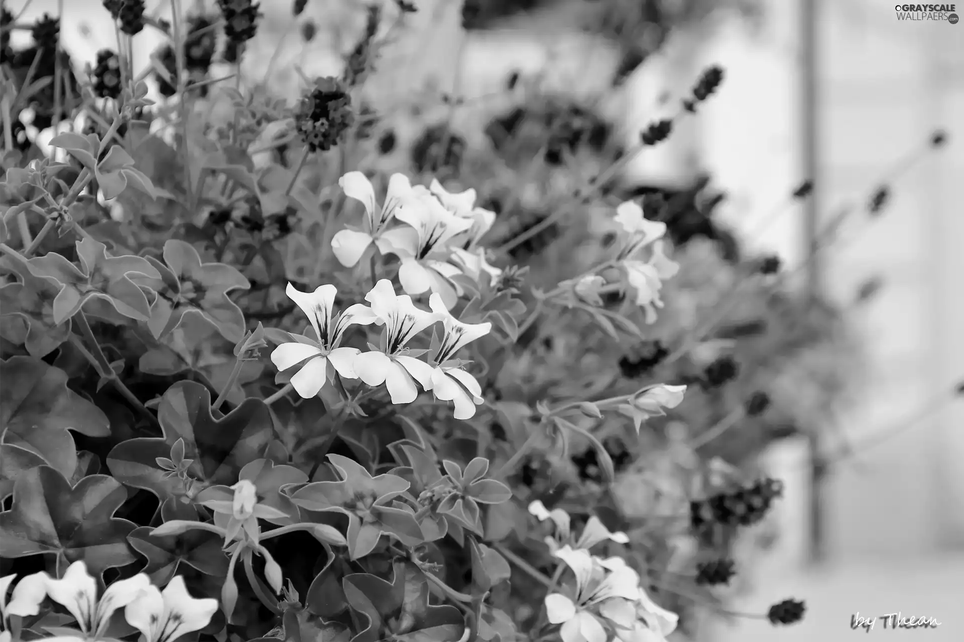 lavender, White, geraniums
