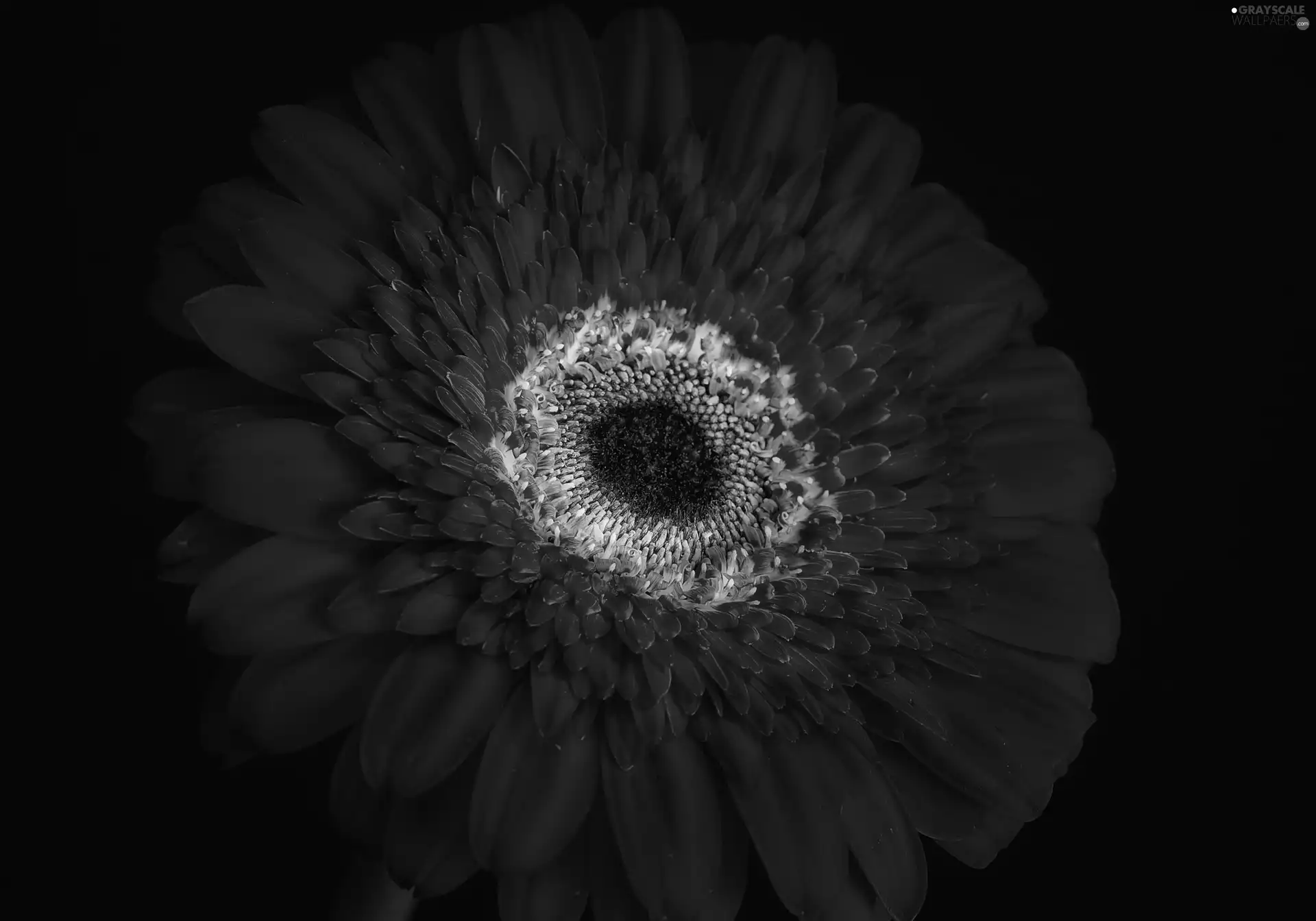 Gerber, Flower, Red
