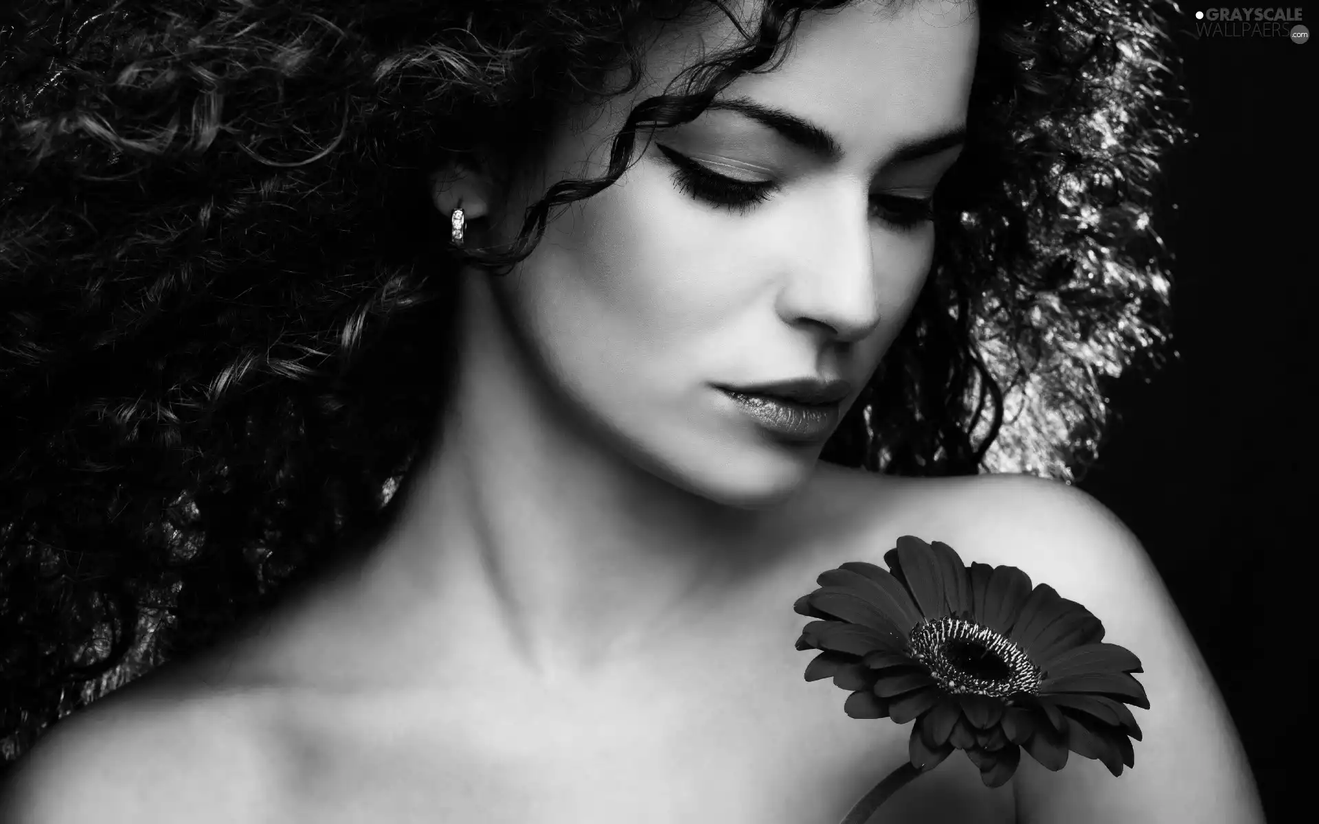 brunette, Gerbera