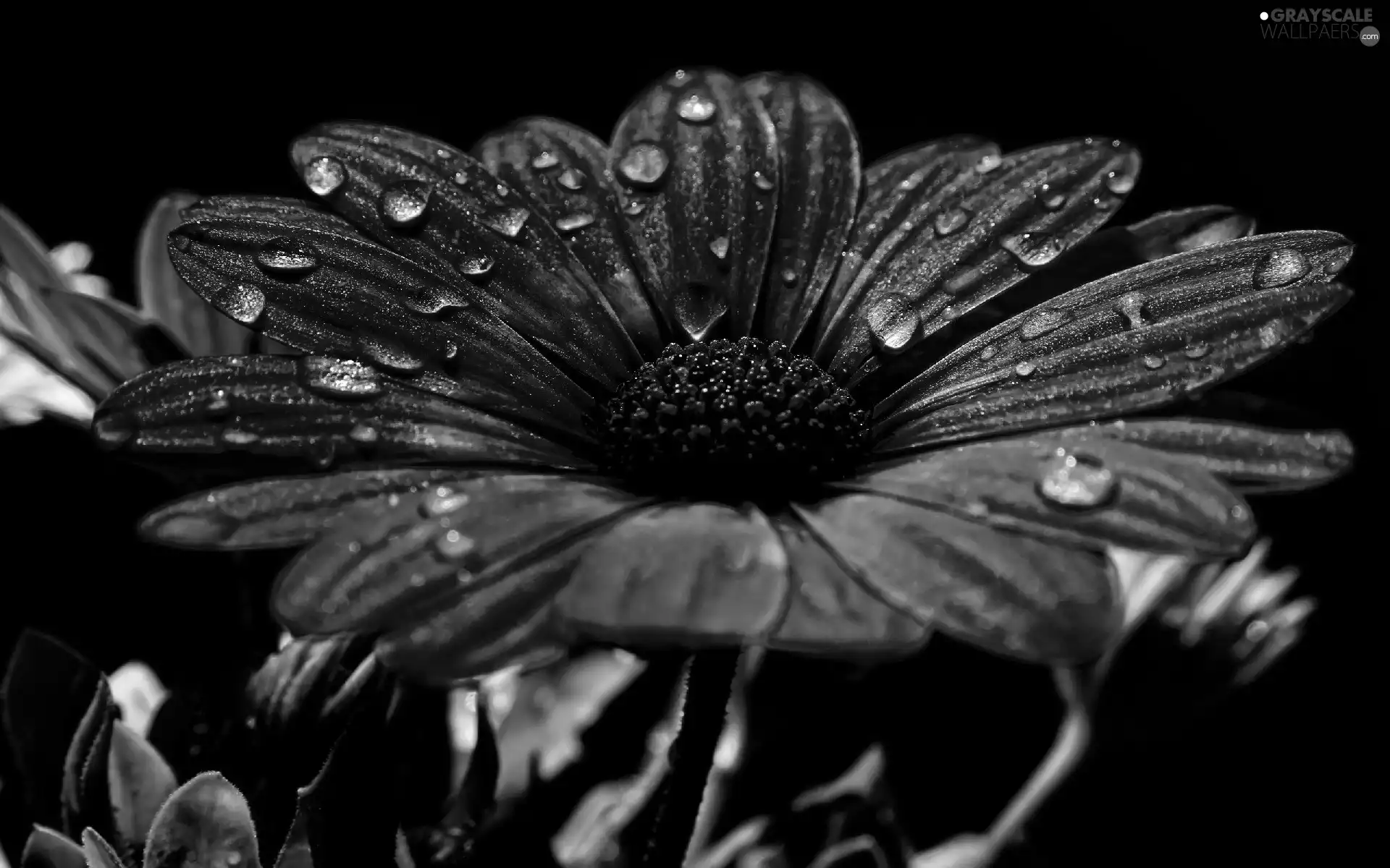 drops, Colourfull Flowers, Gerbera