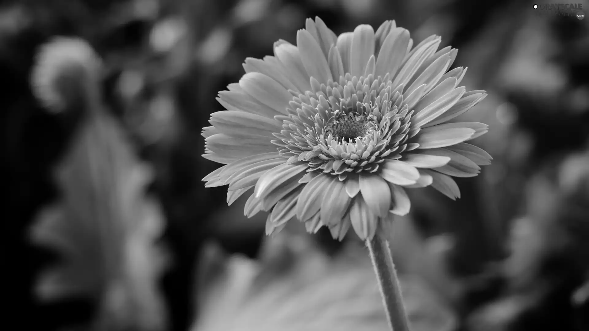 Colourfull Flowers, Pink, Gerbera