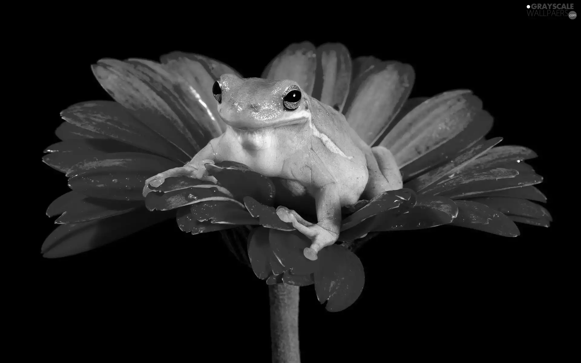 Gerbera, Green, frog
