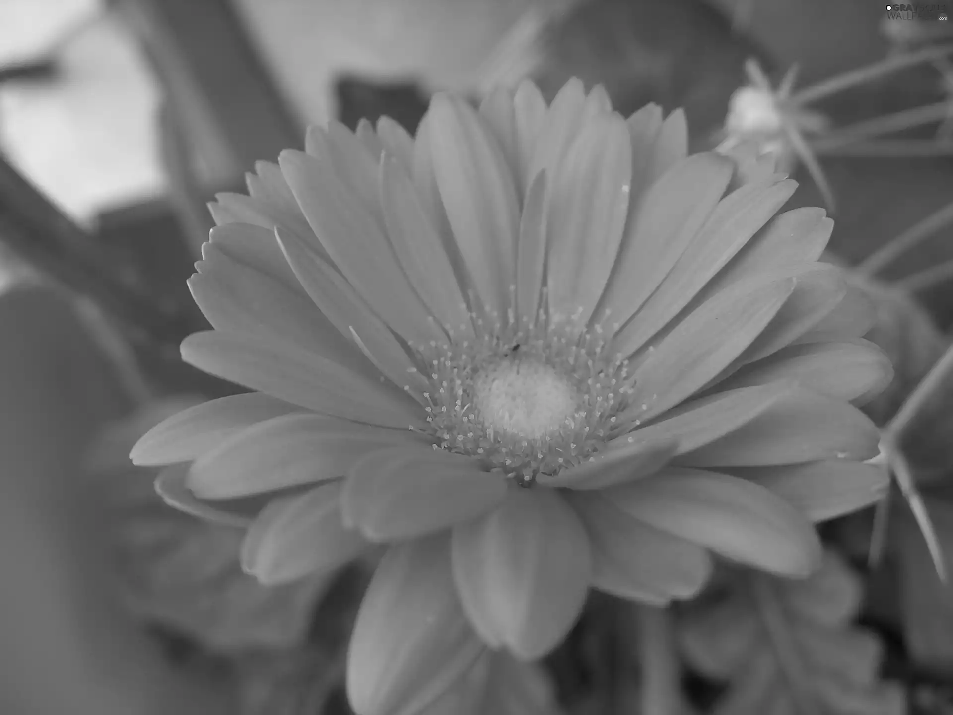 Orange, Gerbera
