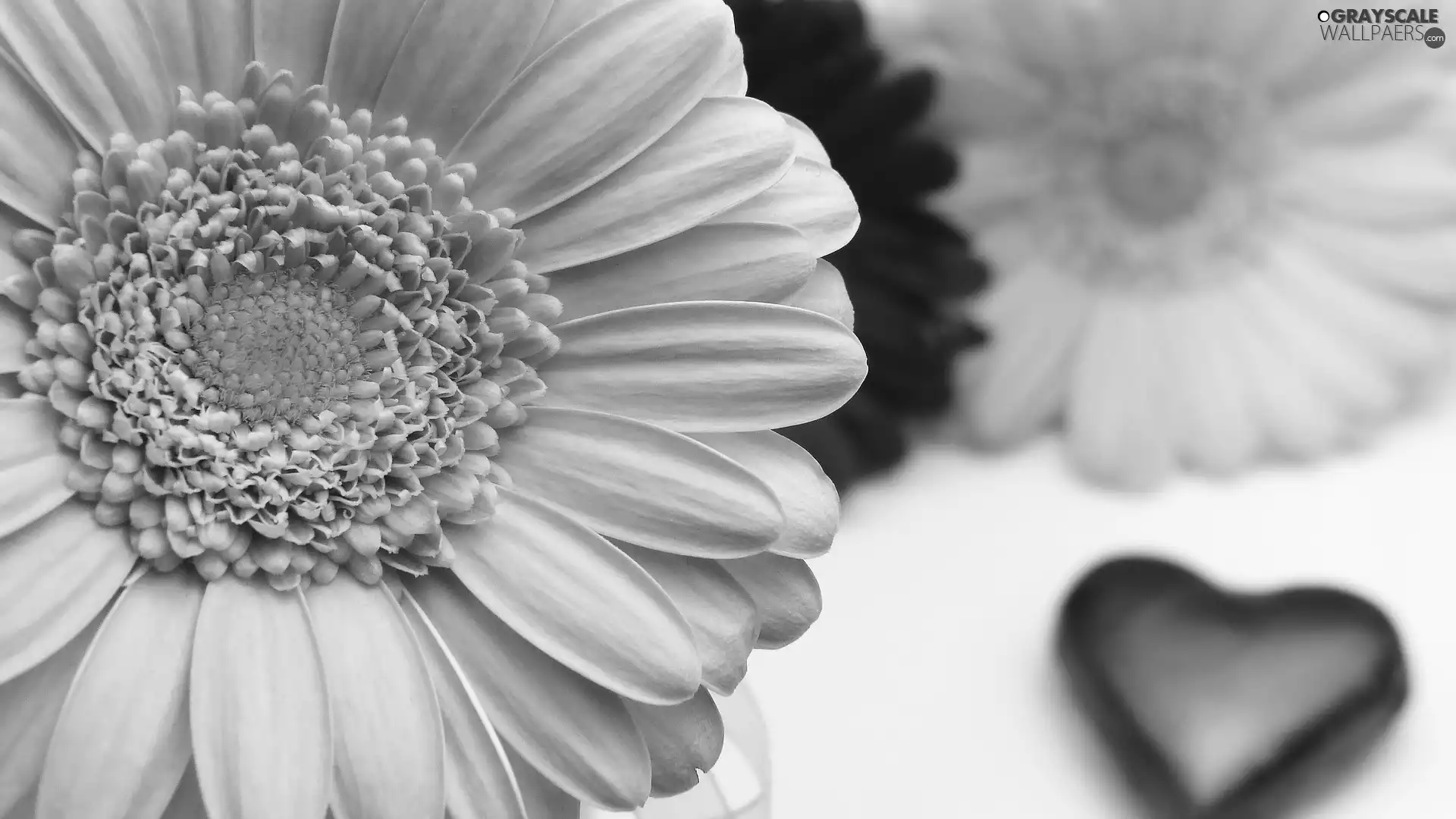 Pink, fuzzy, Heart, Gerbera