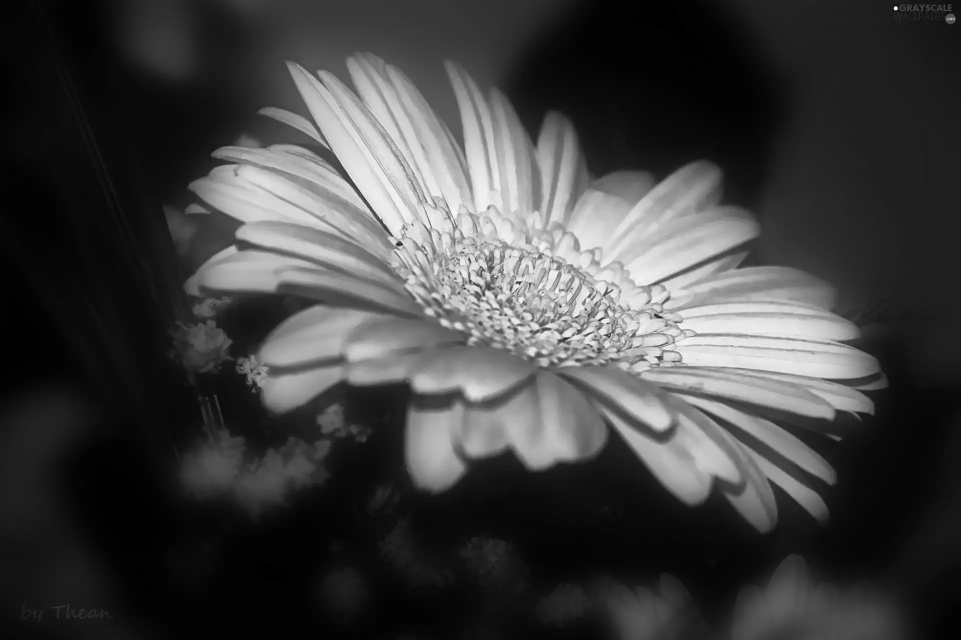 Pink, Gerbera