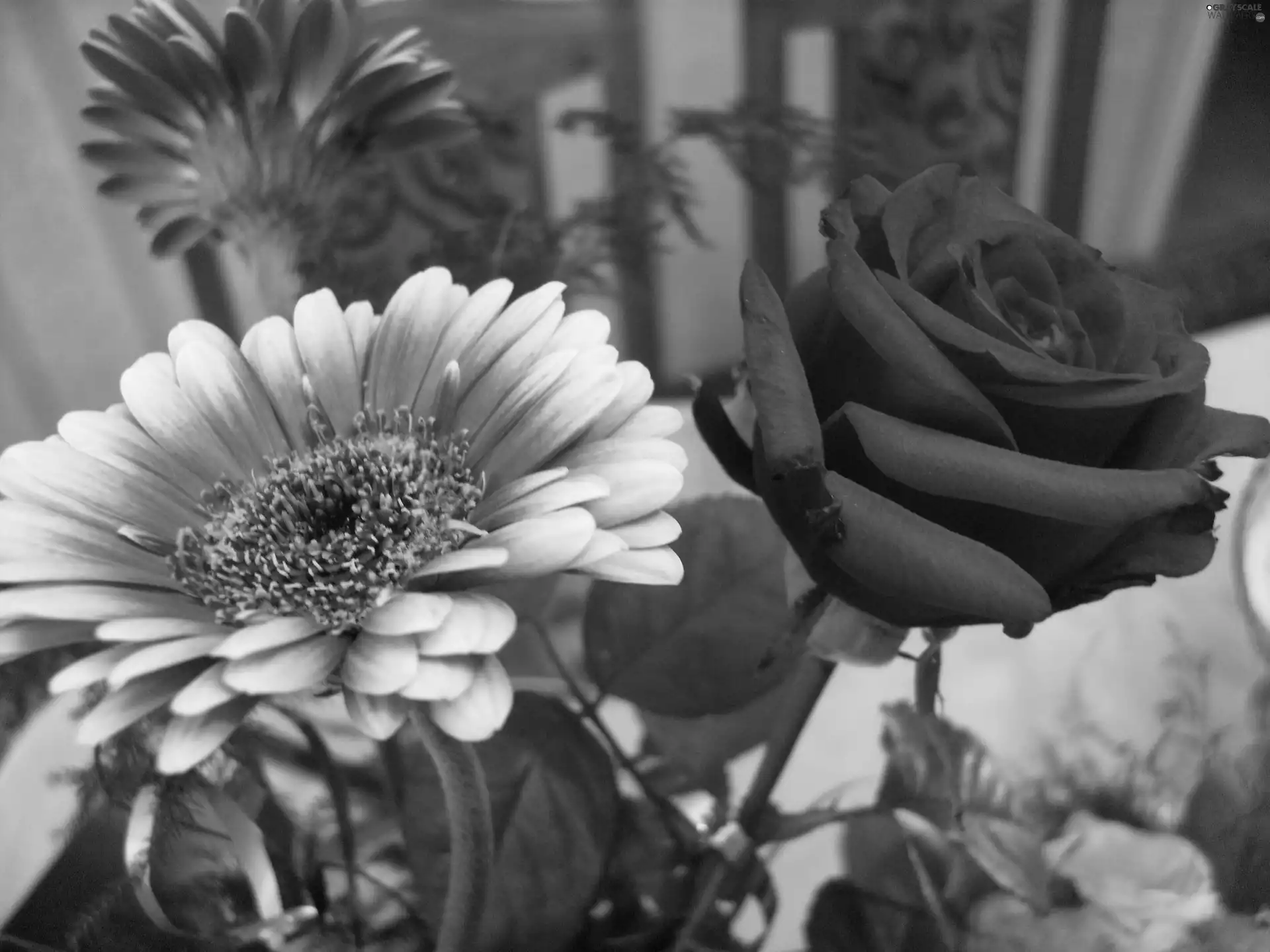 Gerbera, bouquet, rose