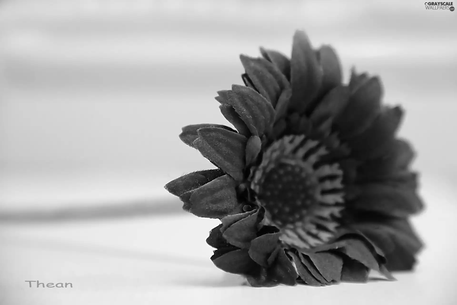 Violet, Gerbera