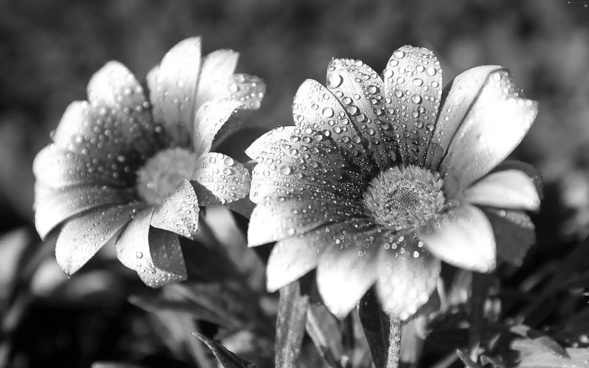 Gerbera