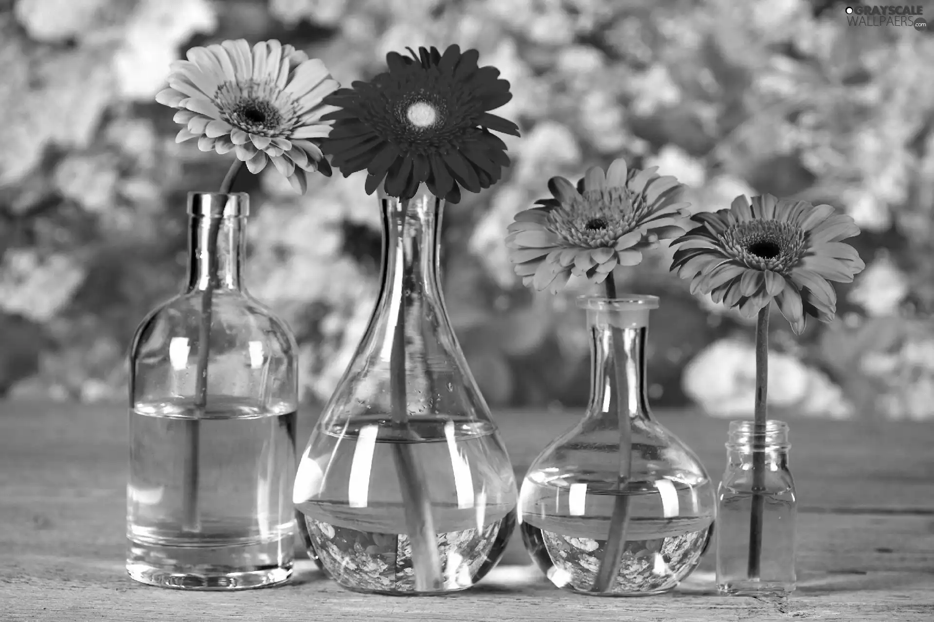 gerberas, glass, Bottles