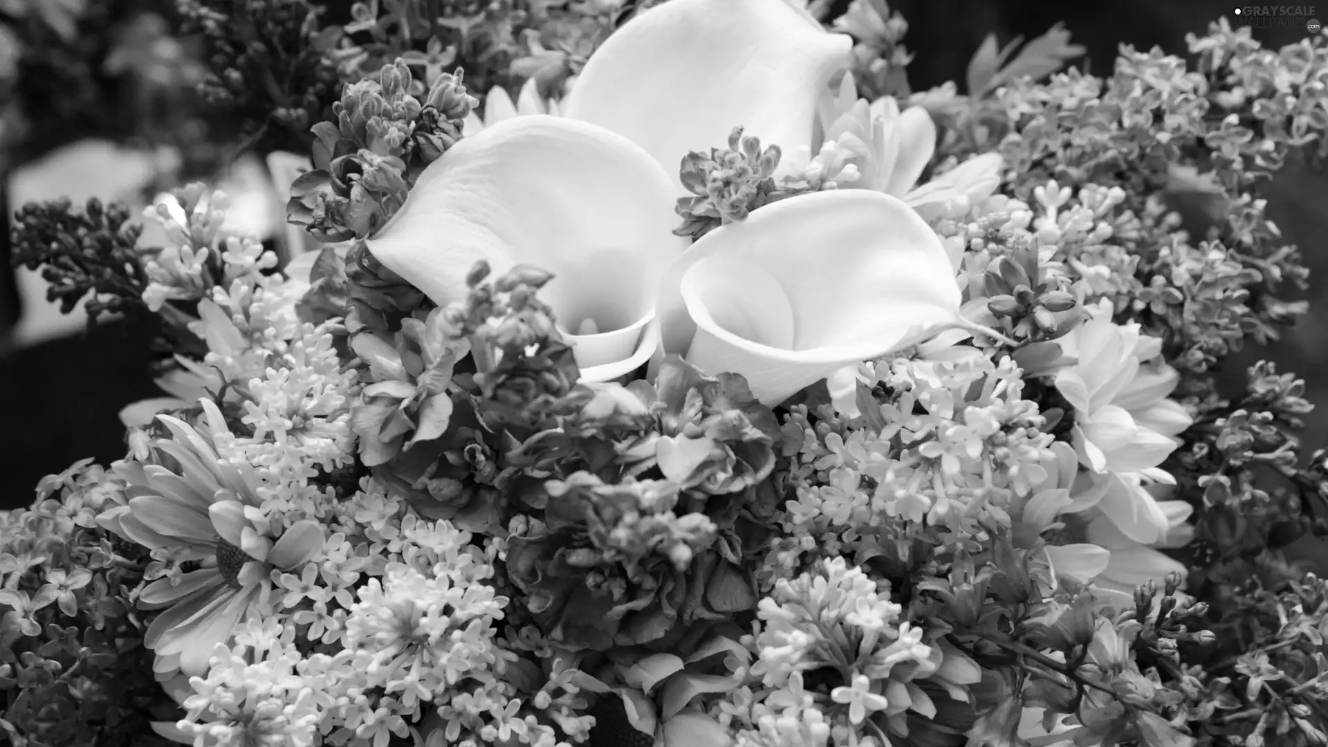 Bouquet of Flowers, without, gerberas, Kalia