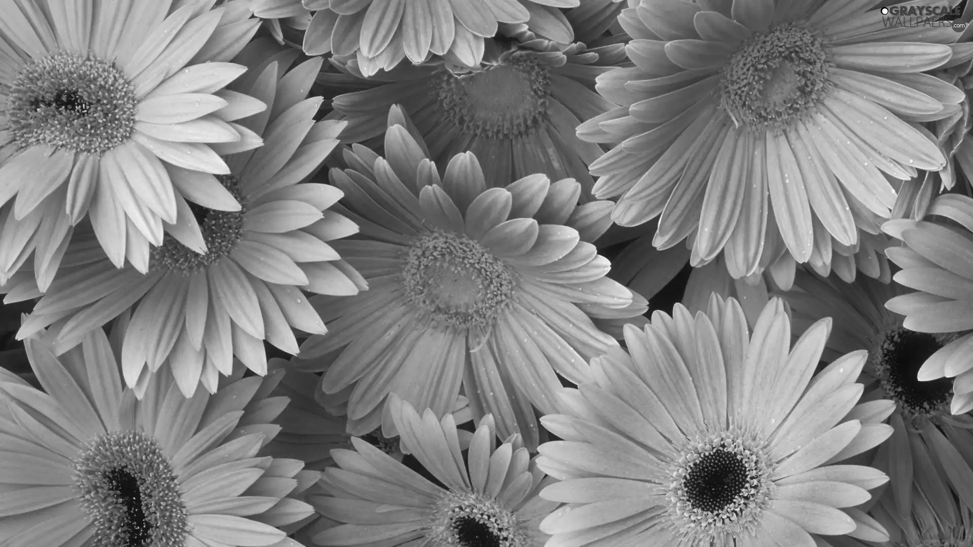 gerberas, Orange, Flowers