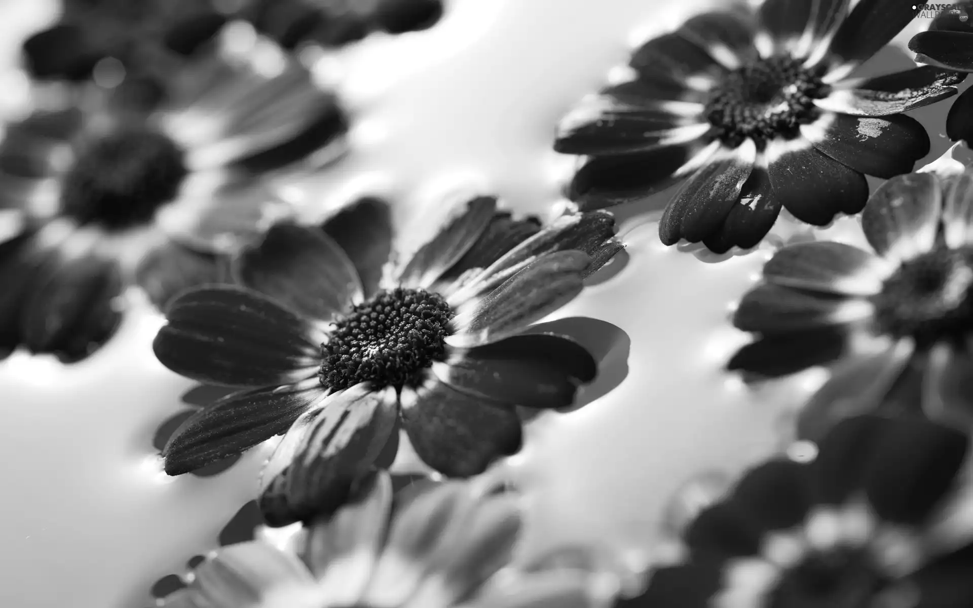 heads, water, gerberas, flowers