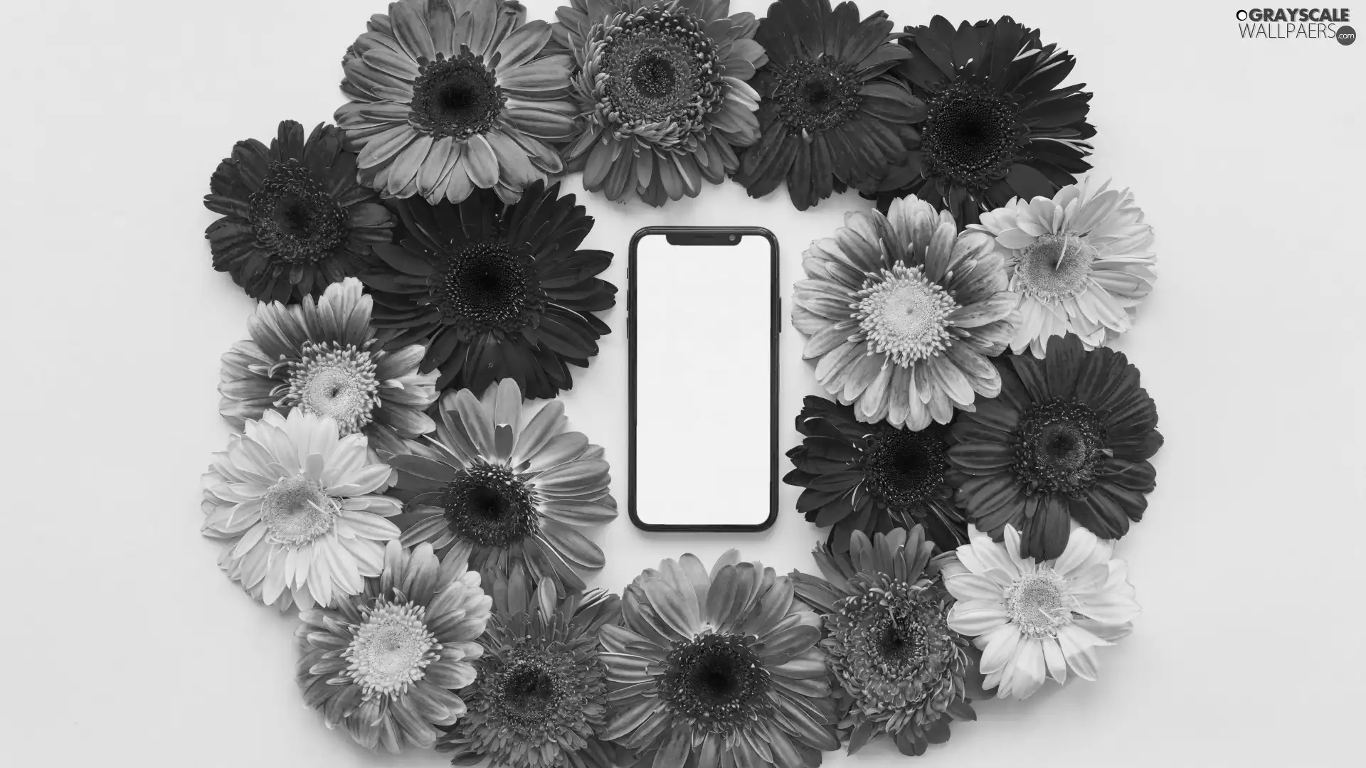 Flowers, gerberas, mobile phone, color