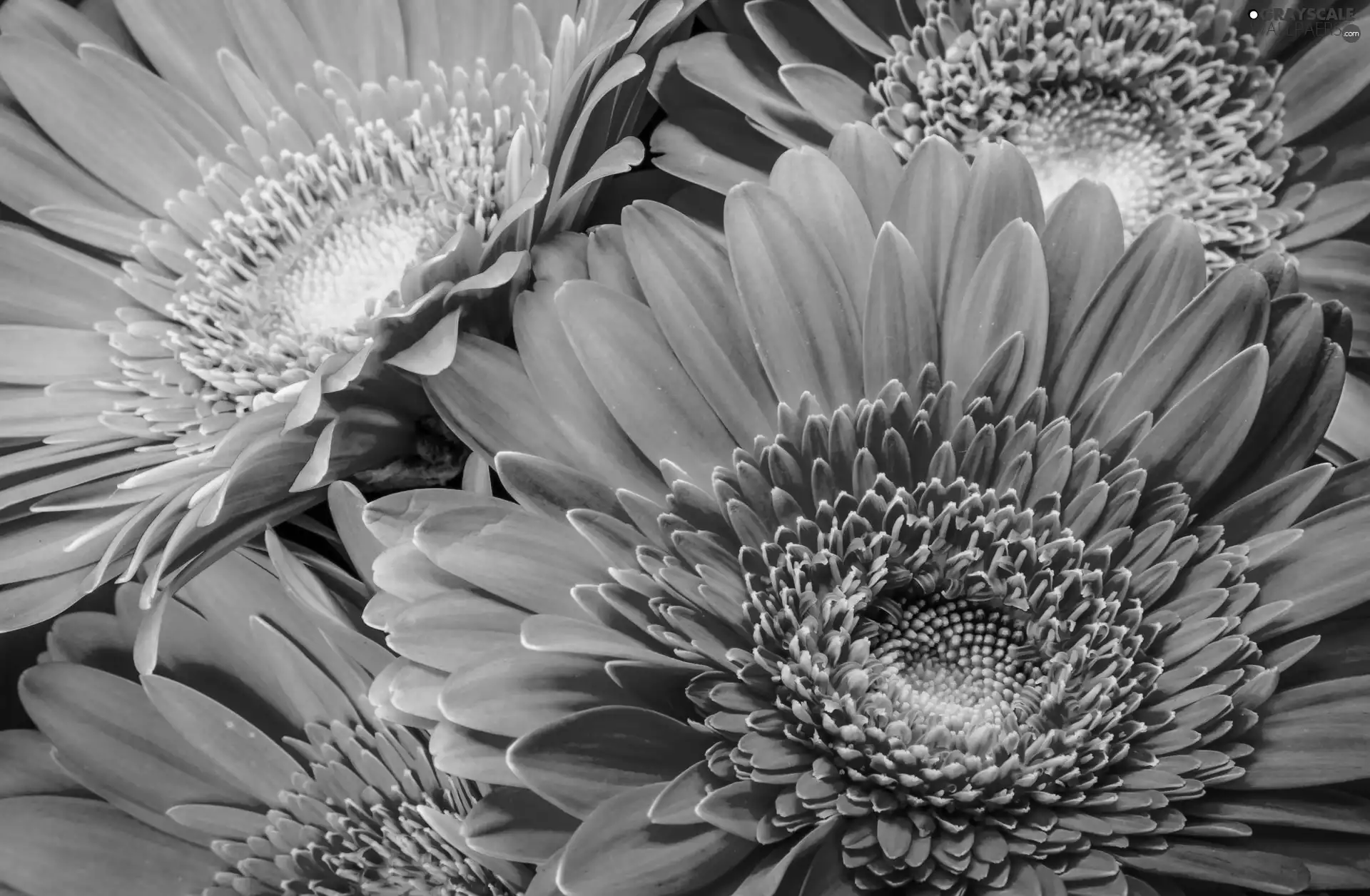 Pink, gerberas