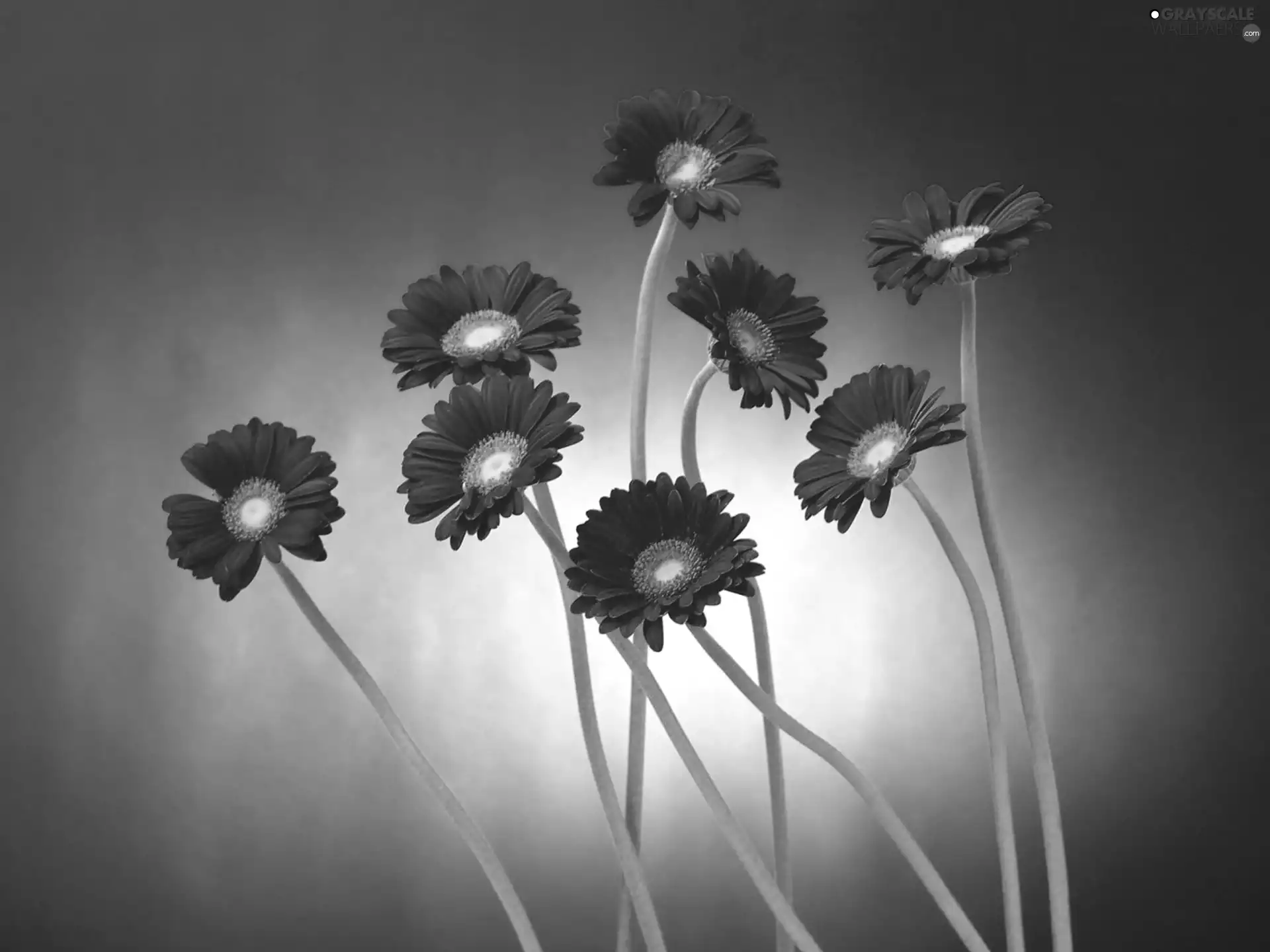 Red, gerberas