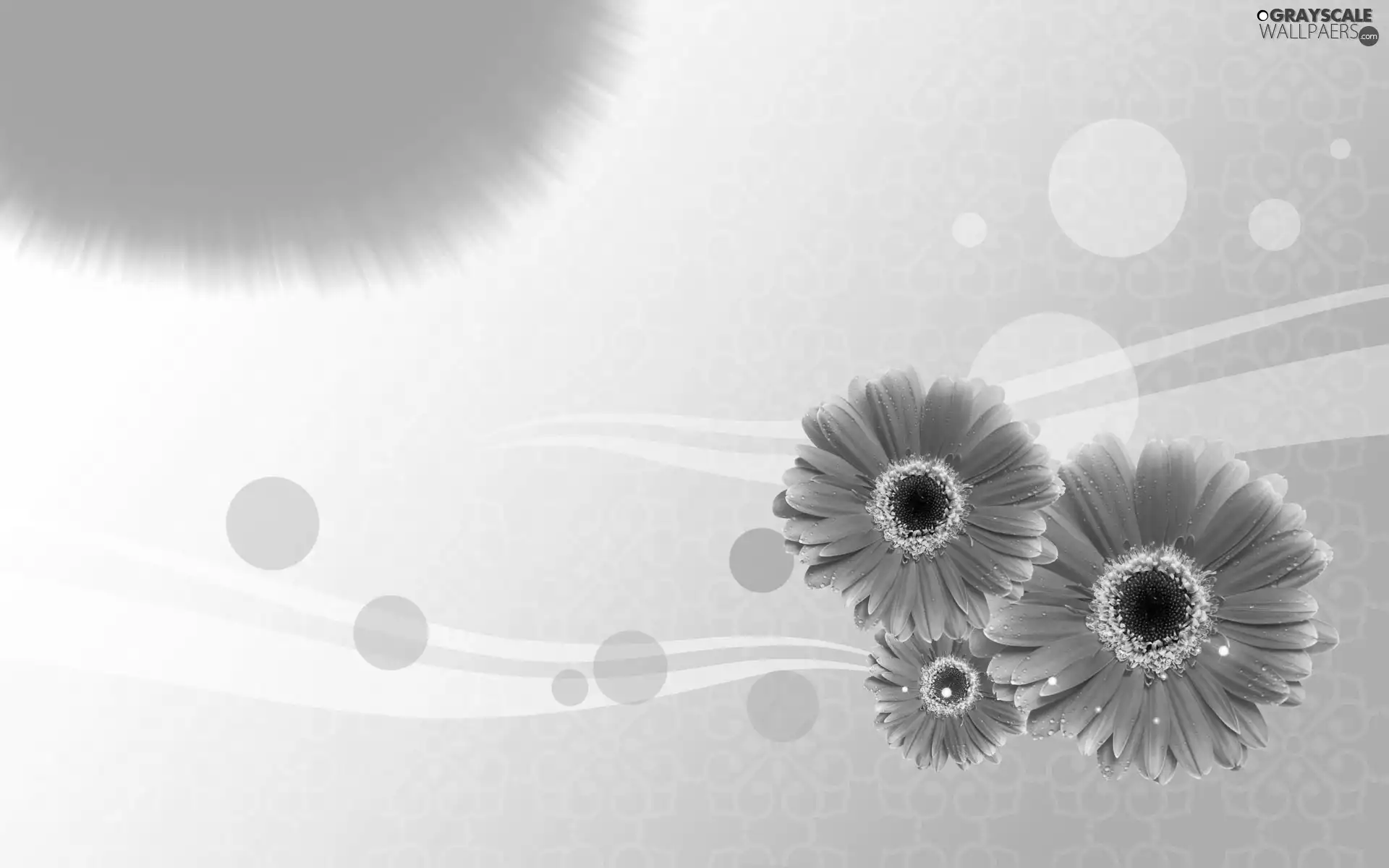 gerberas, Three, Red