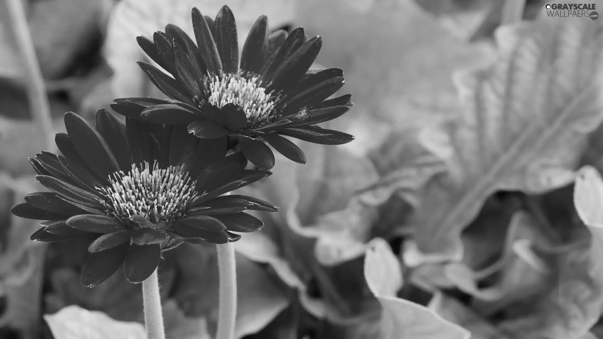 Red, gerberas
